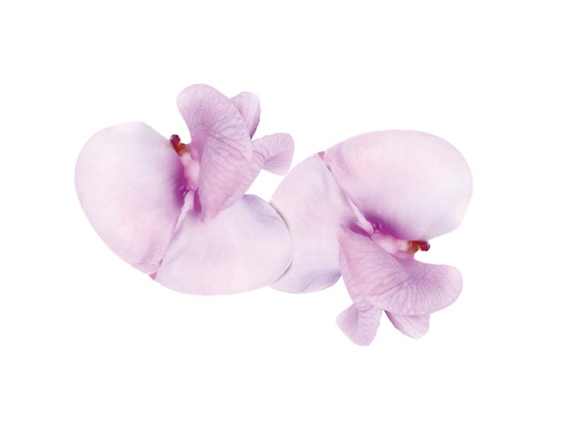 Artikelbild Bean Blossom 5711