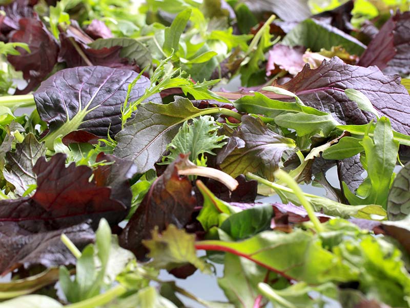 Artikelbild Baby-Leaf-Mix 5722