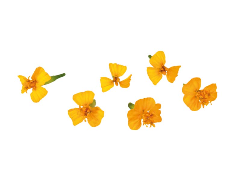 Artikelbild Anis Blossom 5748