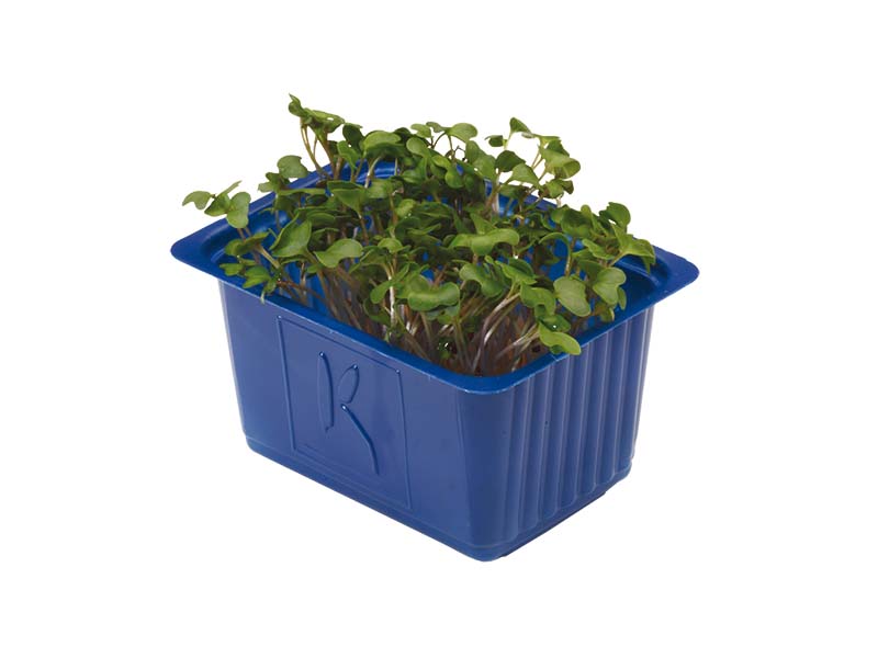 Artikelbild Brocco Cress 5768