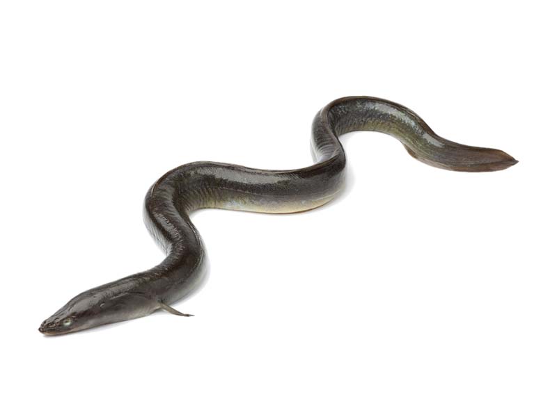 Artikelbild Aal rund 400/800 g 5772