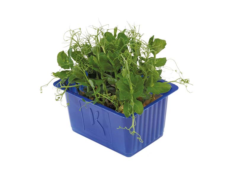 Artikelbild Affilla Cress 5787