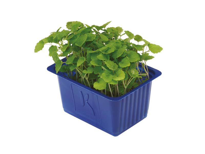 Artikelbild Atsina Cress 5789