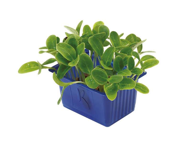 Artikelbild Borage Cress 5796