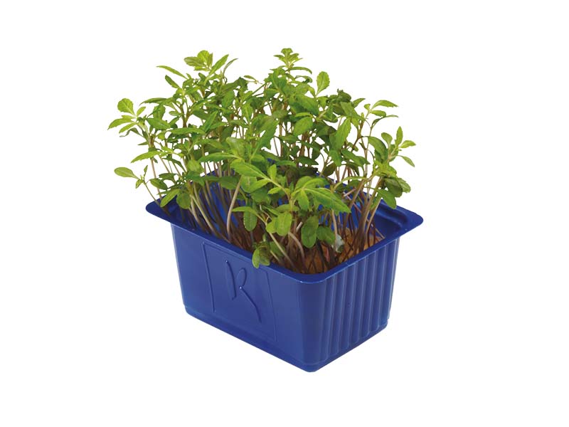 Artikelbild Aclla Cress 5807