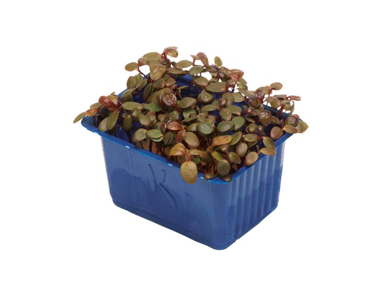 Artikelbild Adji Cress 5836