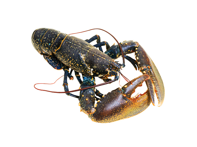 Artikelbild Bretonischer Hummer 600/800 g 5996