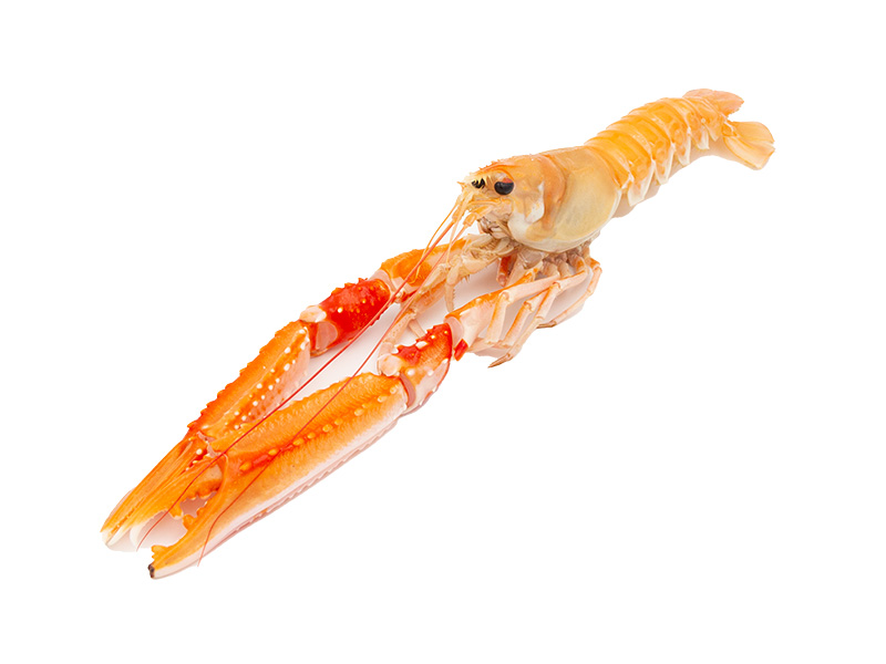 Artikelbild Bretonischer Kaisergranat 10/15 p. kg 611