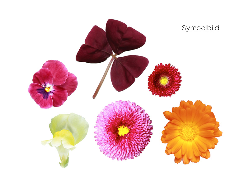 Artikelbild Blütenmix Keltenhof 63