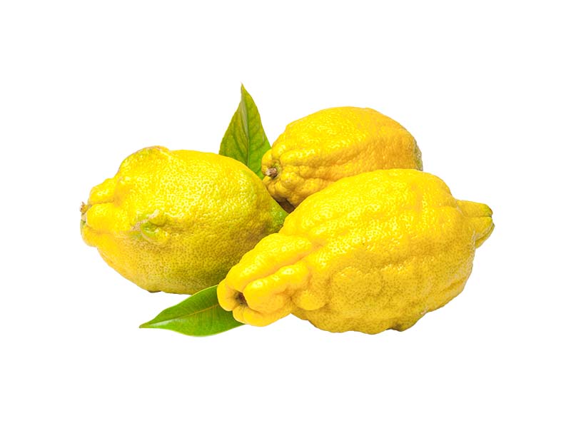 Artikelbild Amalfi-Zitrone m. Blatt 7481