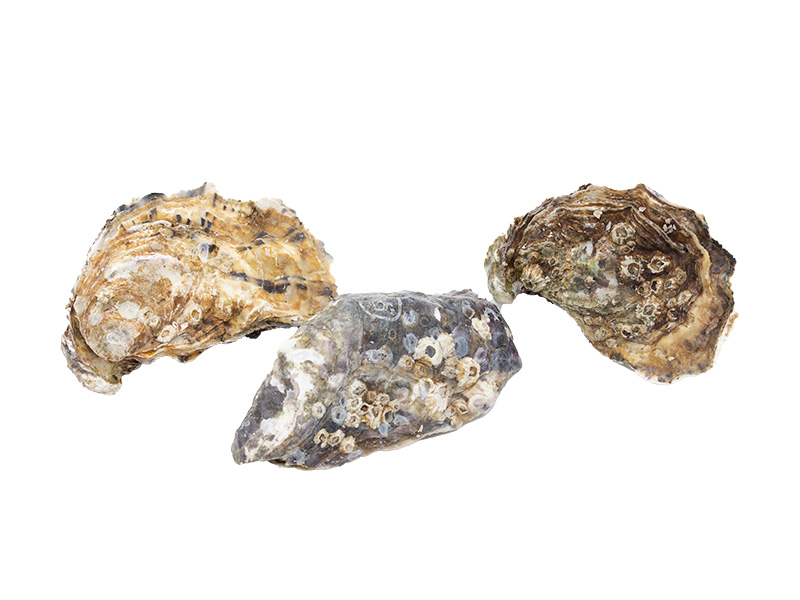 Artikelbild Austern Speciales Gillardeau No.1 80030