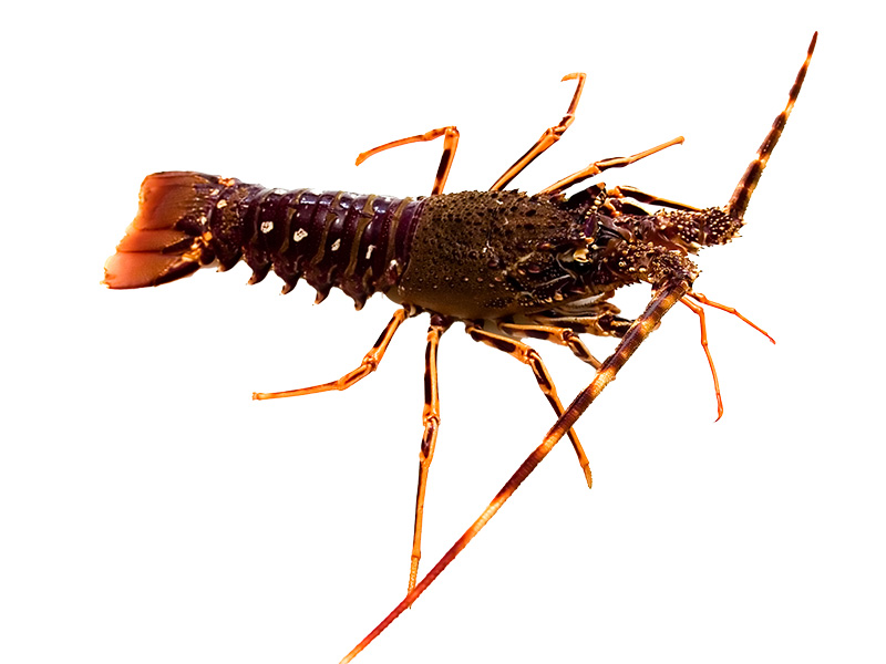 Artikelbild Bretonische Languste Royal 1/1.5 kg 8041