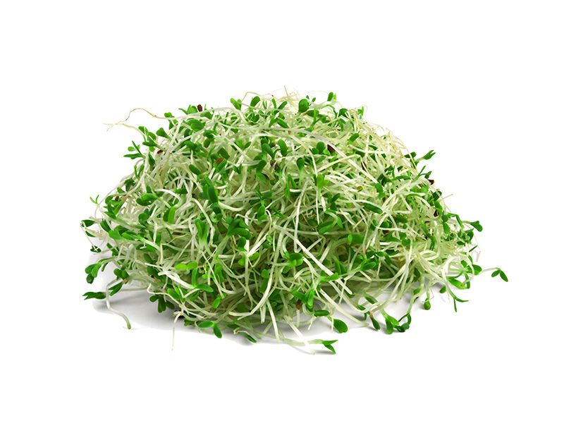 Artikelbild Bio Alfalfa-Sprossen 811