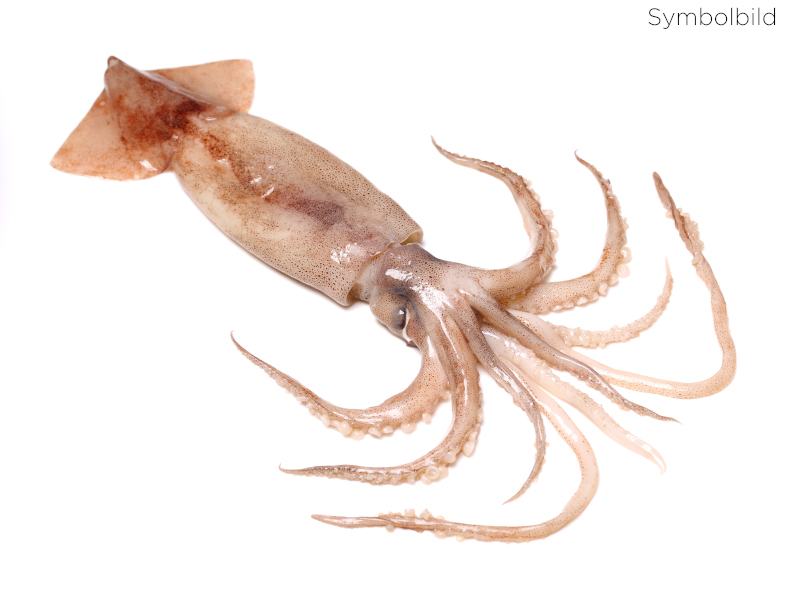 Artikelbild Bretonische Calamare ganz 200/300 g 81698