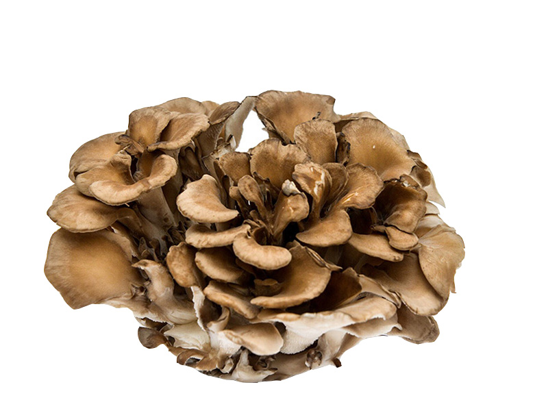 Artikelbild Bio Maitake-Pilze 917