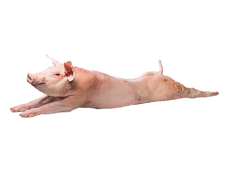 Artikelbild Kräuterspießferkel ganz 15/20 kg Grilly 9835