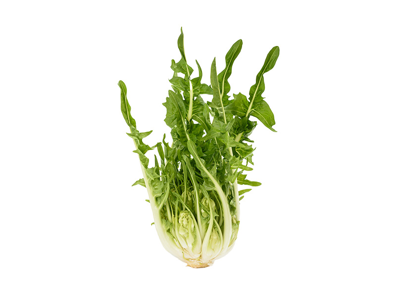 Artikelbild Bio Catalogna/Cimata Puntarelle 991