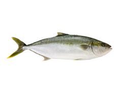 Artikelbild Kingfisch ausgenommen 3/4 kg 3192