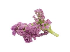 Artikelbild Wilder Blumenkohl pink Keltenhof 1395