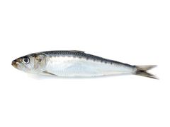 Artikelbild Bretonische Sardine 10/20 p. kg 1163