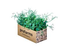 Artikelbild Bio Erbsen-Kresse Profarms 1509