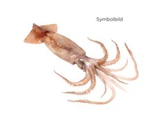 Artikelbild Loligo-Patagonica geschnitten 305245