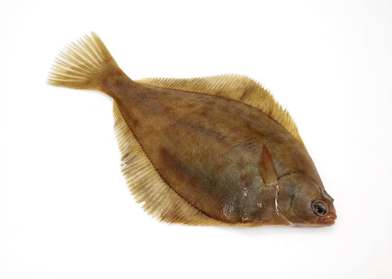 Artikelbild Bretonischer Glattbutt ausgenommen 2/3 kg 1191