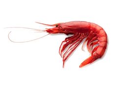 Artikelbild Gambero Rosso ganz No.1 Sashimi-Qualität 25/35 p. kg Hispamare 305050