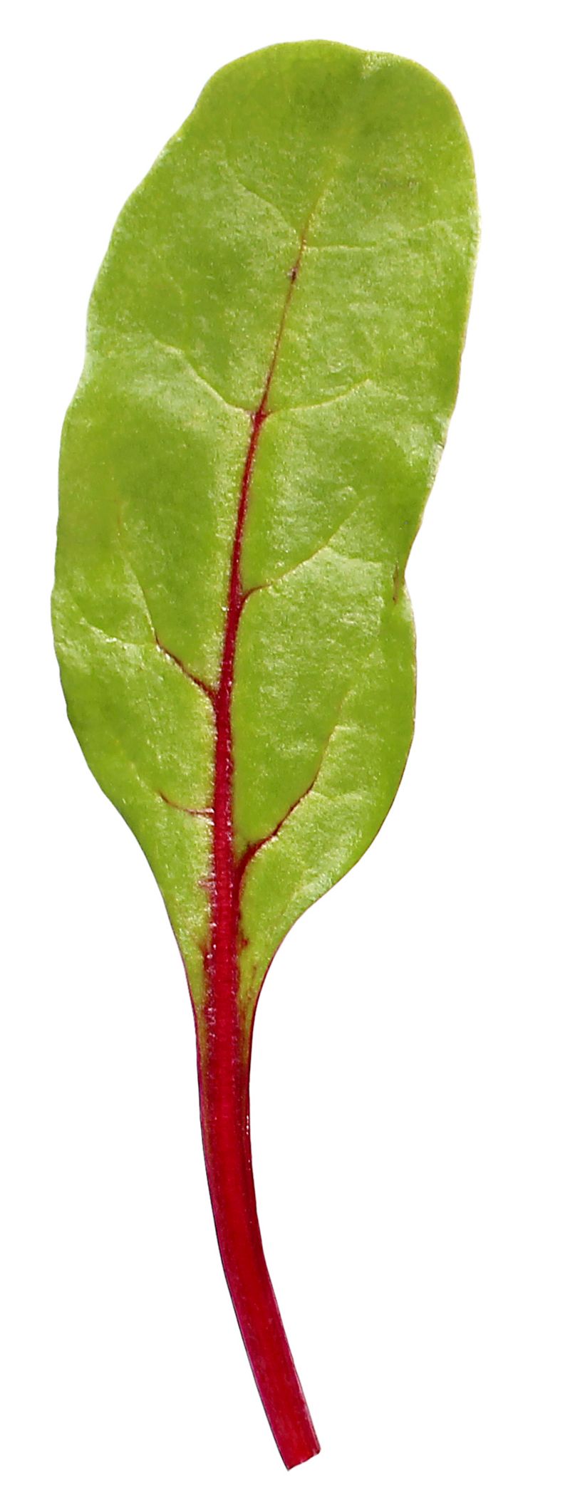 Artikelbild Baby-Leaf Mangold rot 5720