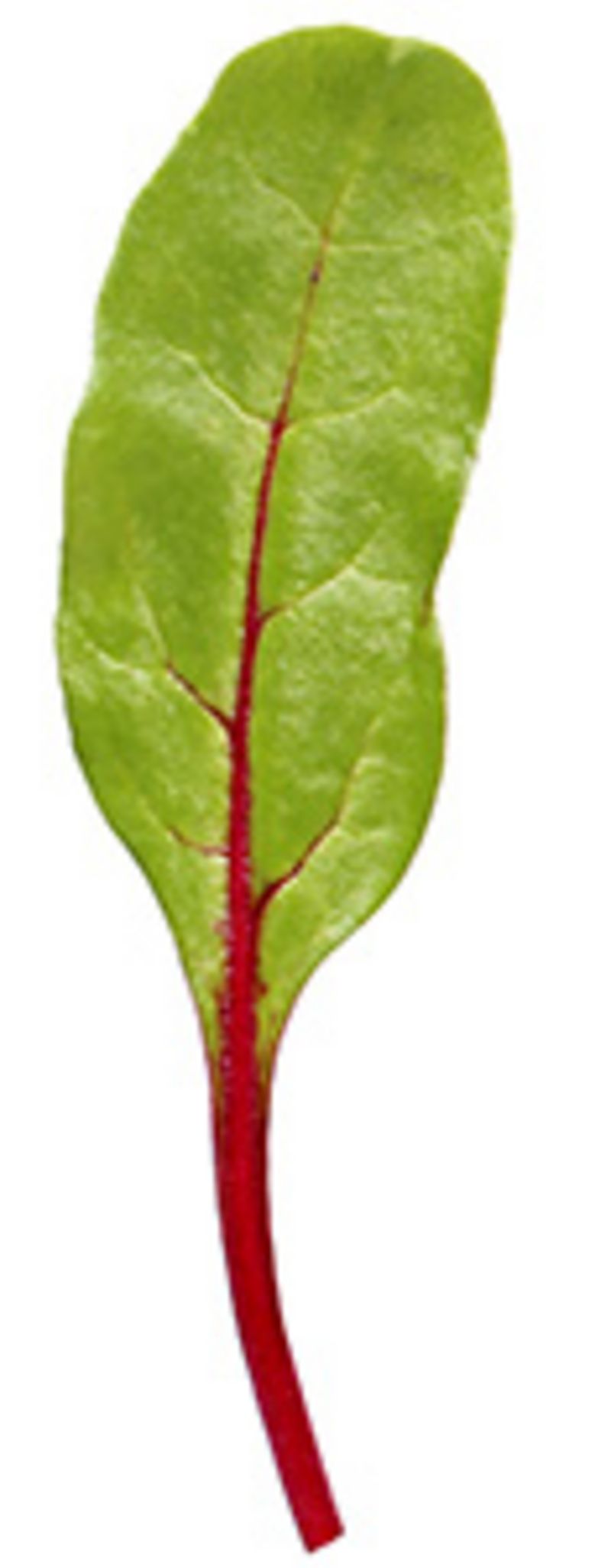 Artikelbild Baby-Leaf Mangold rot 5720