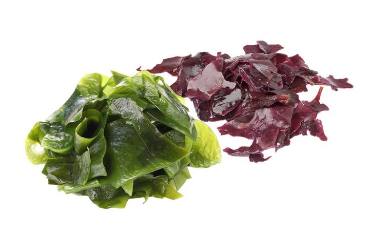 Artikelbild Algensortiment 5515