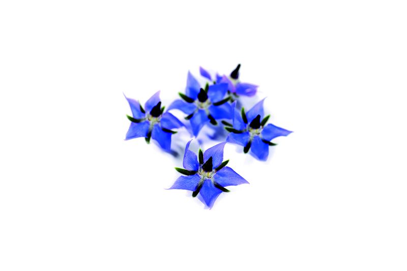 Artikelbild Borretsch 5502