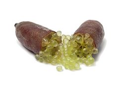 Artikelbild Fingerlimes 80057