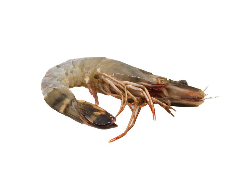 Artikelbild Black Tiger m. Kopf/o. Schale 8/12 p. kg 301384