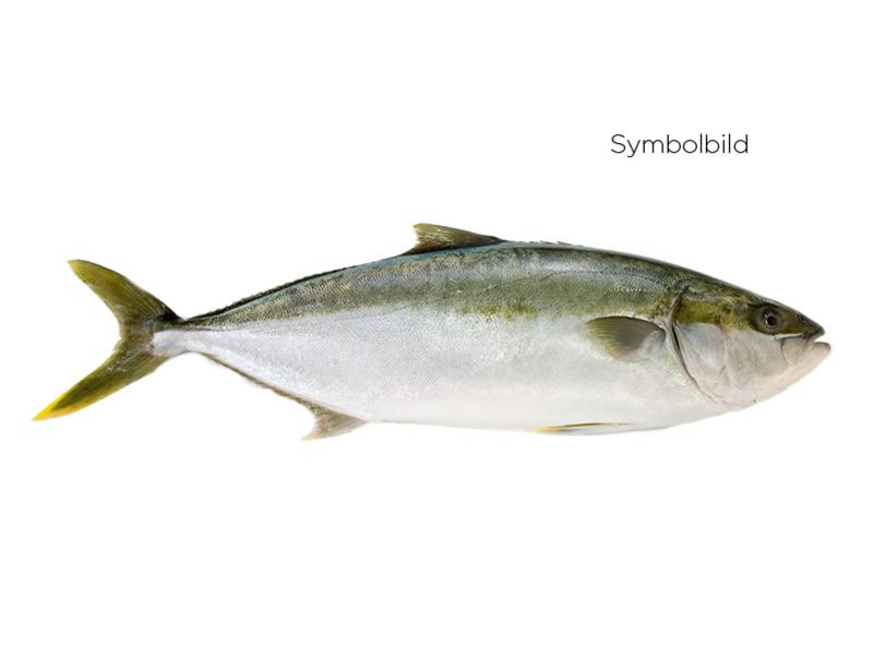 Artikelbild Hamachi-Filet 1.5 kg+ 306304