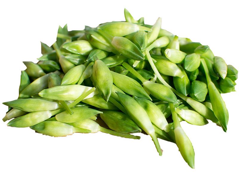 Artikelbild Bio Bärlauch-Knospen 1470