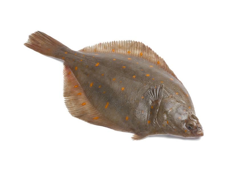 Artikelbild Bretonische Scholle ausgenommen 1/3 kg 4027