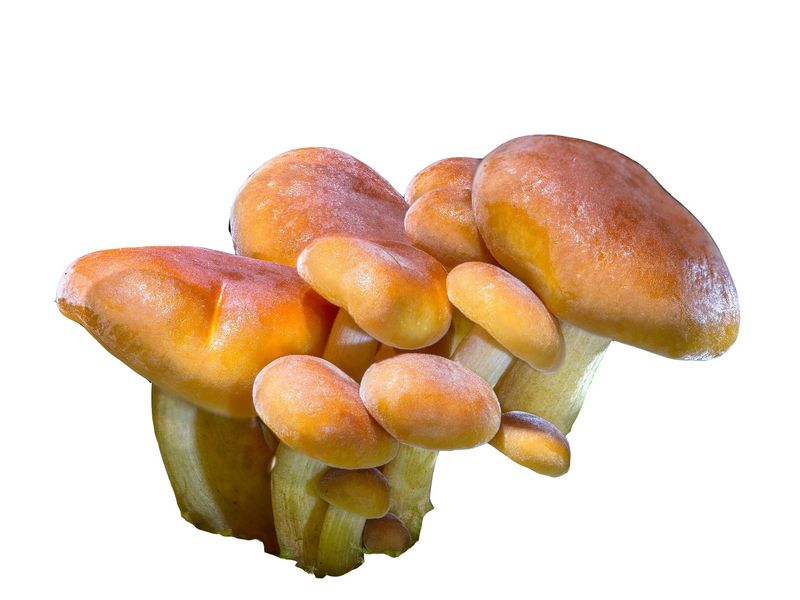 Artikelbild Bio Nameko Pilz/Goldkäppchen 1824