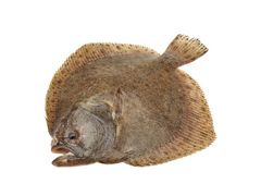 Artikelbild Steinbutt Wildfang ausgenommen 3/4 kg 860