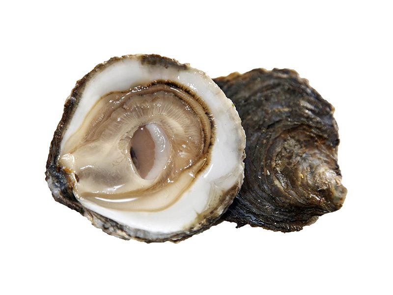 Artikelbild Austern Belon G 240