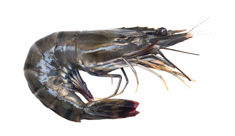 Artikelbild Black Tiger m. Kopf/Schale 8/12 p. kg 301252