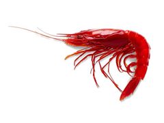 Artikelbild Carabinero ganz No.3 Sashimi-Qualität 20/30 p. kg Hispamare 305054