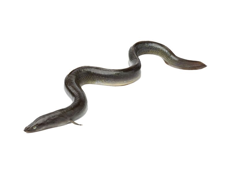 Artikelbild Aal rund 1000/2000 g 5733