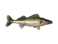 Artikelbild Zander ausgenommen geschuppt 300/400 g Böhmerwald Fisch 4085